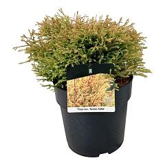Thuja occ. 'Golden Tuffet'