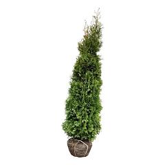 Thuja occ. 'King of Brabant' (R)
