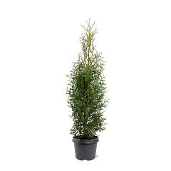 Thuja occ. 'Kobold'