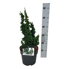 Thuja occ. 'Primo'