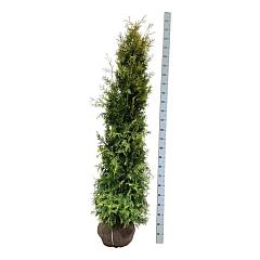 Thuja occ. 'Salland'
