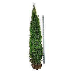 Thuja occ. 'Smaragd'