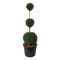 Thuja occ. 'Smaragd'