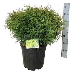 Thuja occ. 'Tiny Tim'