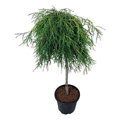 Thuja pl. 'Kagers Beauty'
