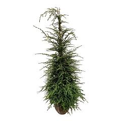 Tsuga canadensis