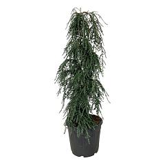 Tsuga can. 'Cole's Prostrate'