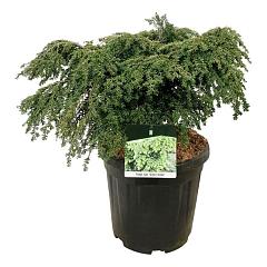 Tsuga can. 'Green Globe'