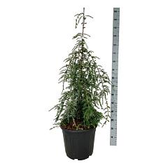 Tsuga can. 'Pendula'