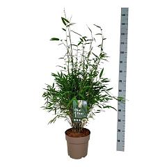 Fargesia nitida 'Gansu 95/2'
