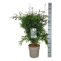 Fargesia nitida 'Gansu 95/2'
