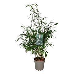 Fargesia robusta 'Pingwu'