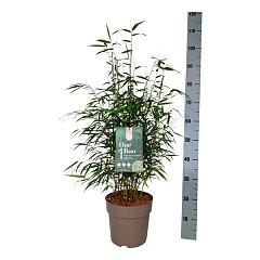 Fargesia robusta "Wenchuan"