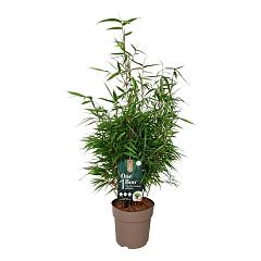 Fargesia rufa