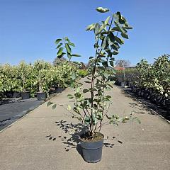Amelanchier lamarckii