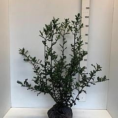 Ilex aquifolium