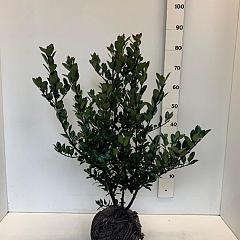 Ilex meserv. 'Heckenblau'