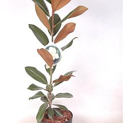 Magnolia grandiflora