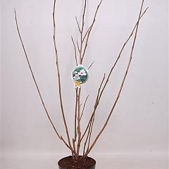 Magnolia sieboldii