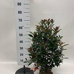 Photinia fraseri 'Carré Rouge'