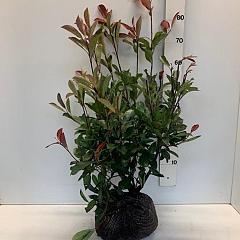 Photinia fraseri 'Red Robin'