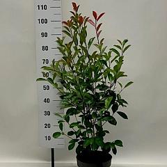 Photinia fraseri 'Red Robin'