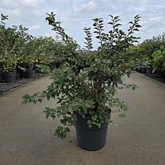 Prunus incisa 'Kojou-no-mai'