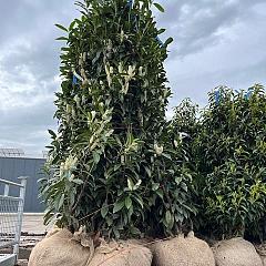 Prunus l. 'Genolia'(R)