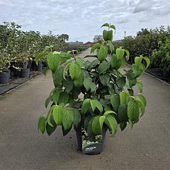 Viburnum plic. 'Mariesii'