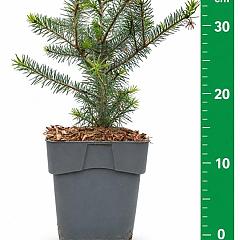 Abies koreana