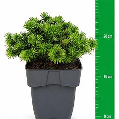 Abies koreana 'Brilliant