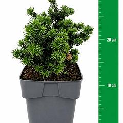 Abies koreana 'Piccolo'