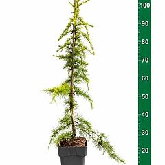 Cedrus deod. 'Aurea'