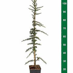 Cedrus deod. 'Eisregen'