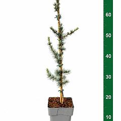 Cedrus libani 'Glauca'