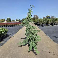 Chamaecyparis n. 'Pendula'