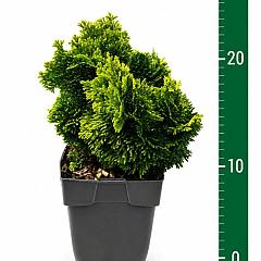 Chamaecyparis o. 'Aurora'