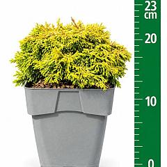 Chamaecyparis o. 'Butterball'