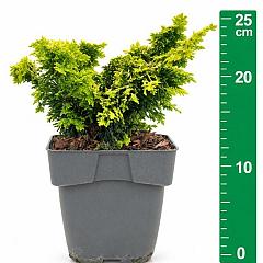 Chamaecyparis o. 'Fernspray Gold'