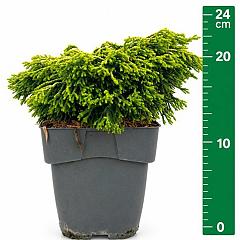 Chamaecyparis o. 'Gitte'