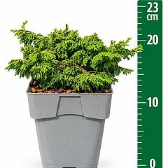 Chamaecyparis o. 'Maureen'