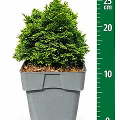 Chamaecyparis o. 'Nana Gracilis'