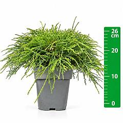 Chamaecyparis p. 'Filifera Nana'