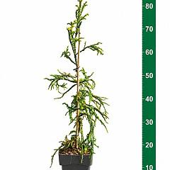 Cryptomeria j. 'Kyara Gold' (R)