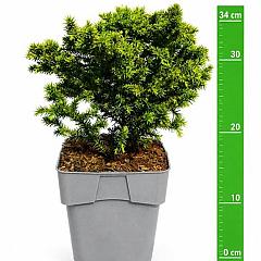 Cryptomeria j. 'Vilmoriniana'