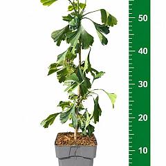 Ginkgo biloba