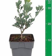 Ginkgo biloba 'Menhir'