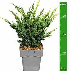 Juniperus chin. 'Blaauw'