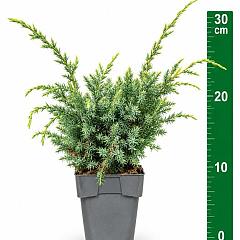 Juniperus chin. 'Blue Alps'