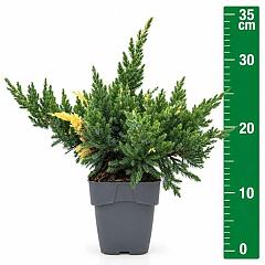 Juniperus chin. 'Expansa Variegata'